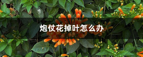 炮仗花掉叶怎么办